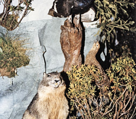 Exposition sur la faune veveysanne, Les Paccots, 1998.