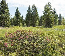 Les marais intacts offrent des habitats pour les espèces animales et végétales en voie de disparition. PHOTO RÉGINE GAPANY
