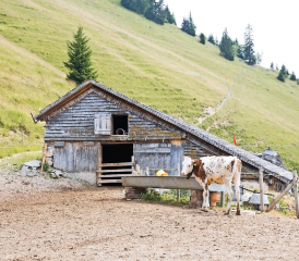 L’eau constitue un enjeu crucial dans les alpages fribourgeois. RÉGINE GAPANY - ARCHIVE