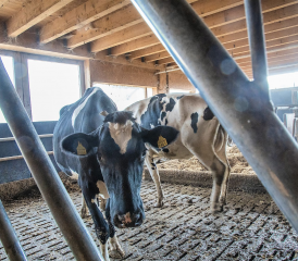 Dans les campagnes, les courants vagabonds s’échappent des conduits électriques, que l’électricité provienne d’éoliennes, de centrales ou alimente une antenne. RÉGINE GAPANY