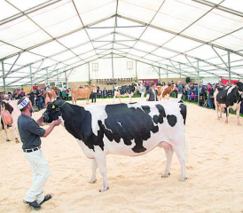 Samedi passé, à Besencens, près de 150 bovins ont défilé sur le ring de sciure installé pour l’occasion de l’exposition du Syndicat red holstein Veveyse. PHOTOS RÉGINE GAPANY & MAXIME SCHWEIZER