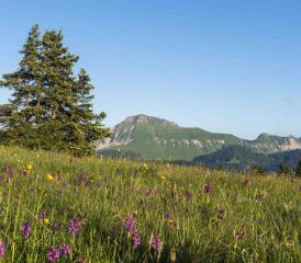 Ce week-end, Festi’Rando vivra sa 10e édition aux Paccots. Rachel Rumo proposera notamment une randonnée intitulée La survie en milieu naturel. ATELIER MAMCO