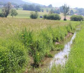 La Biorde s’écoule lentement entre Attalens, Bossonnens, Granges et Palézieux, où elle rejoint la Broye. DR