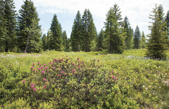 Les marais intacts offrent des habitats pour les espèces animales et végétales en voie de disparition. PHOTO RÉGINE GAPANY