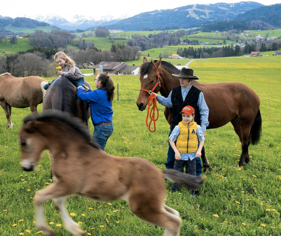 La famille Eberhard possède trois juments – deux franches-montagnes et une haflinger – ainsi qu’un poulain. CHARLY RAPPO