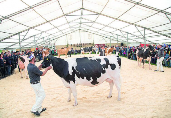 Samedi passé, à Besencens, près de 150 bovins ont défilé sur le ring de sciure installé pour l’occasion de l’exposition du Syndicat red holstein Veveyse. PHOTOS RÉGINE GAPANY & MAXIME SCHWEIZER