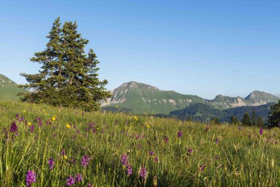 Ce week-end, Festi’Rando vivra sa 10e édition aux Paccots. Rachel Rumo proposera notamment une randonnée intitulée La survie en milieu naturel. ATELIER MAMCO