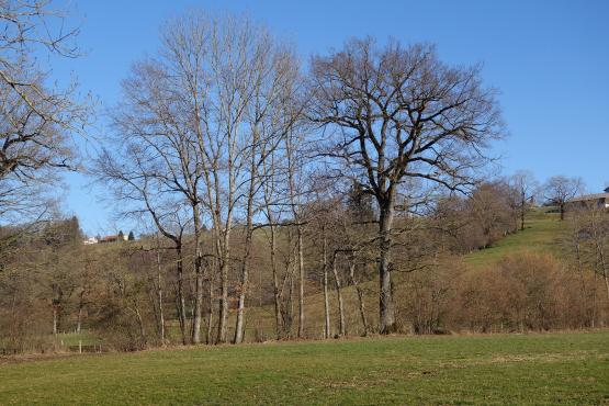 Les haies du vallon de la Mionna, aux alentours de Progens, forment des réseaux écologiques très importants pour le biotope local. CHRISTINE SCHWEIZER SIMAC