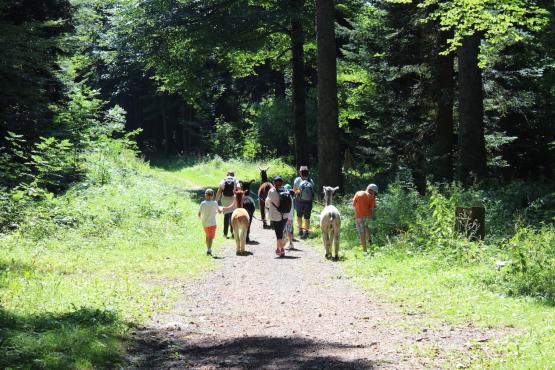 En famille ou entre camarades de classe, les randonnées avec les alpagas de Noël et Isabelle Grandjean ont beaucoup de succès. DR