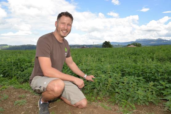 Raphaël Bonzon a recouvert un champ de 5000 m2 d’orties pour produire du purin en grande quantité: une première en Suisse. CM
